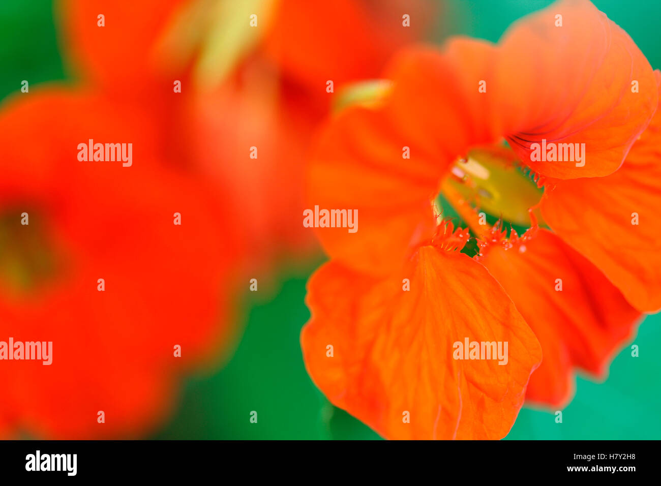 tieforange Kapuzinerkresse Blüten, produktiver Züchter Sommer Favorit, tolle Salate Jane Ann Butler Fotografie JABP1094 Stockfoto