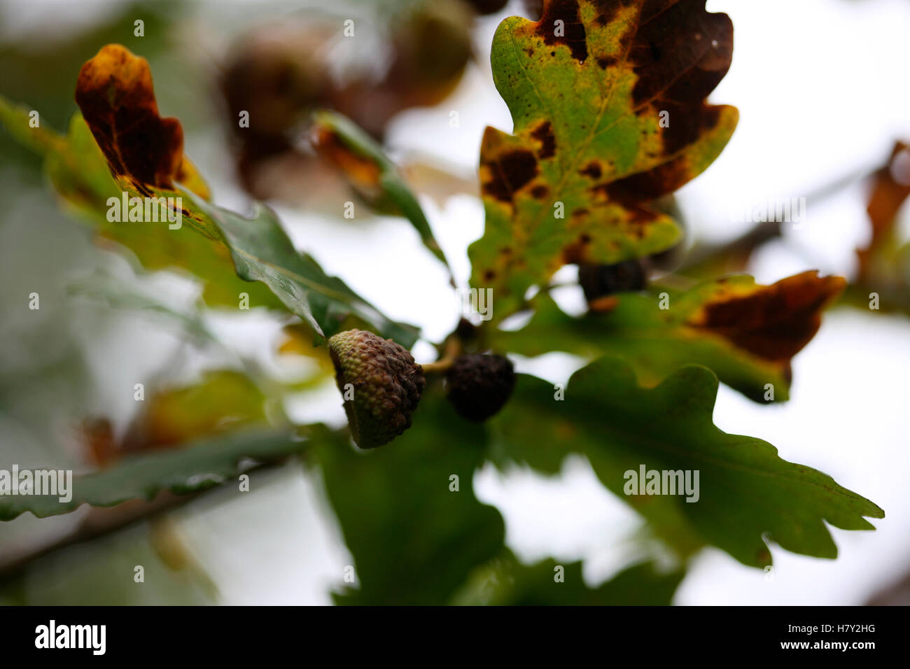 fallen die Eicheln im Herbst Jane Ann Butler Fotografie JABP1680 Stockfoto
