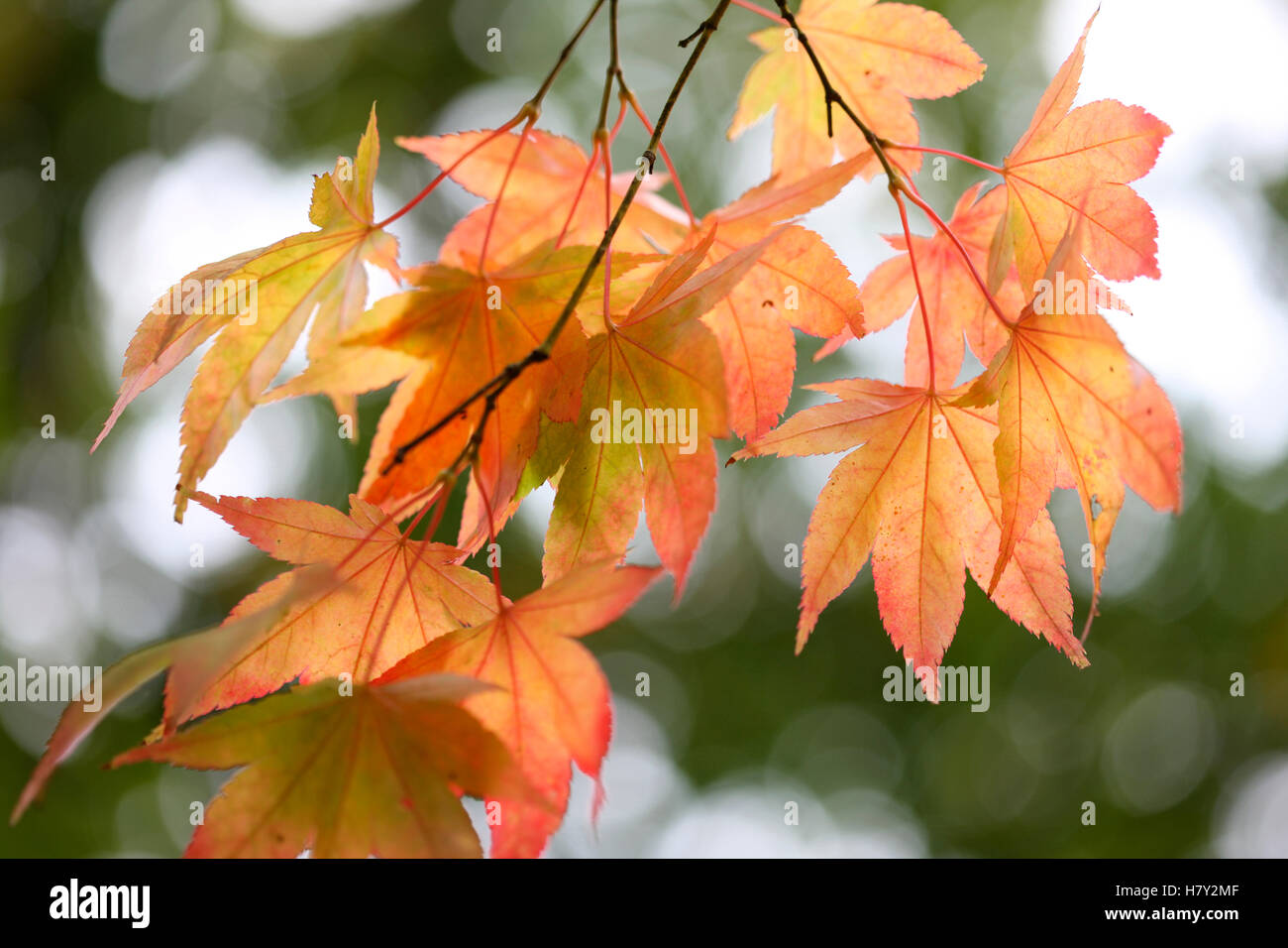 Acer Palmatum Amoenum lässt Sonnenlicht durch japanische Ahorn Herbst Jane Ann Butler Fotografie JABP1684 Stockfoto