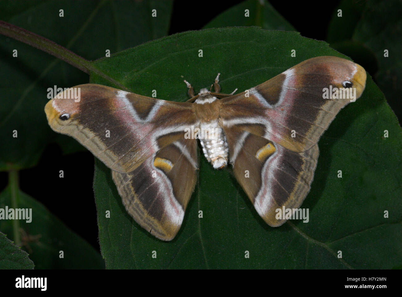 ERI Silkmoth Samia Cymthia Erwachsenen auf Blatt Flügel Stockfoto