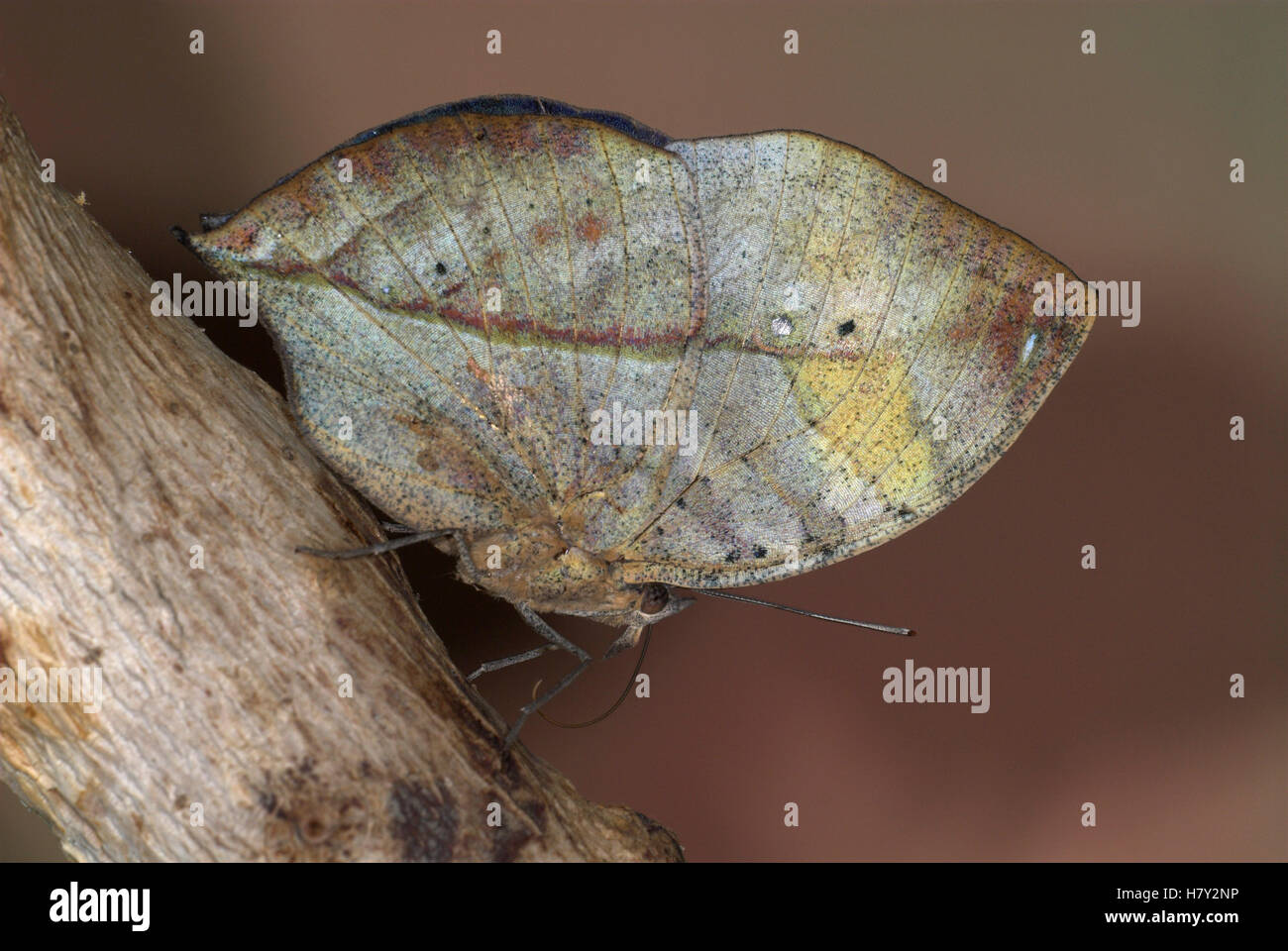 Indische Blatt Schmetterling Kallima Paralekta Seite anzeigen von Stockfoto