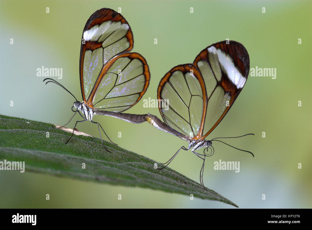 Greta Oto Clearwing Glasswing Butterfly Mittelamerika paar Stockfoto