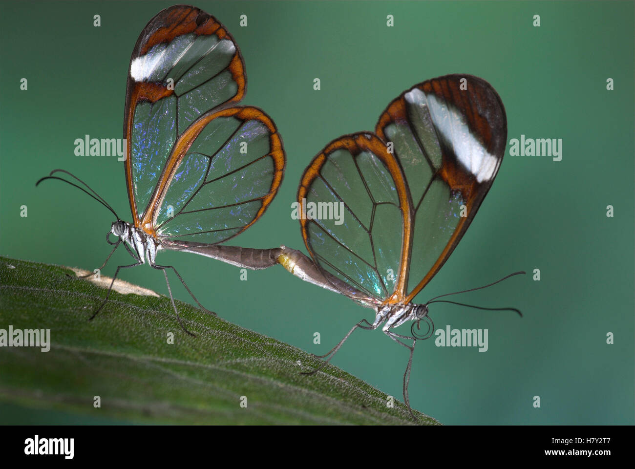 Greta Oto Clearwing Glasswing Butterfly Mittelamerika paar Stockfoto