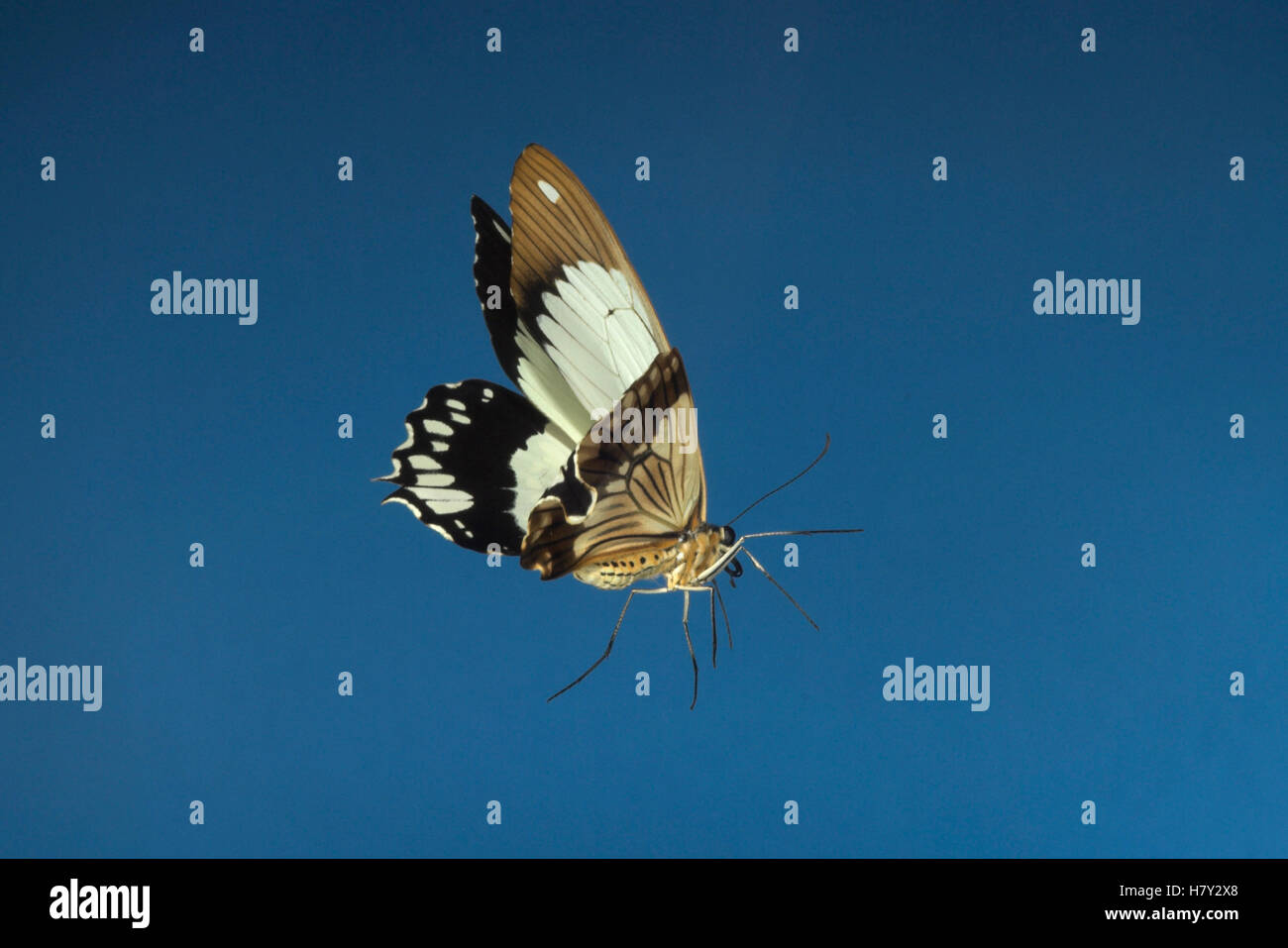 Papilio Dardanus Schmetterling männlich im Flug Afrika oder Stockfoto