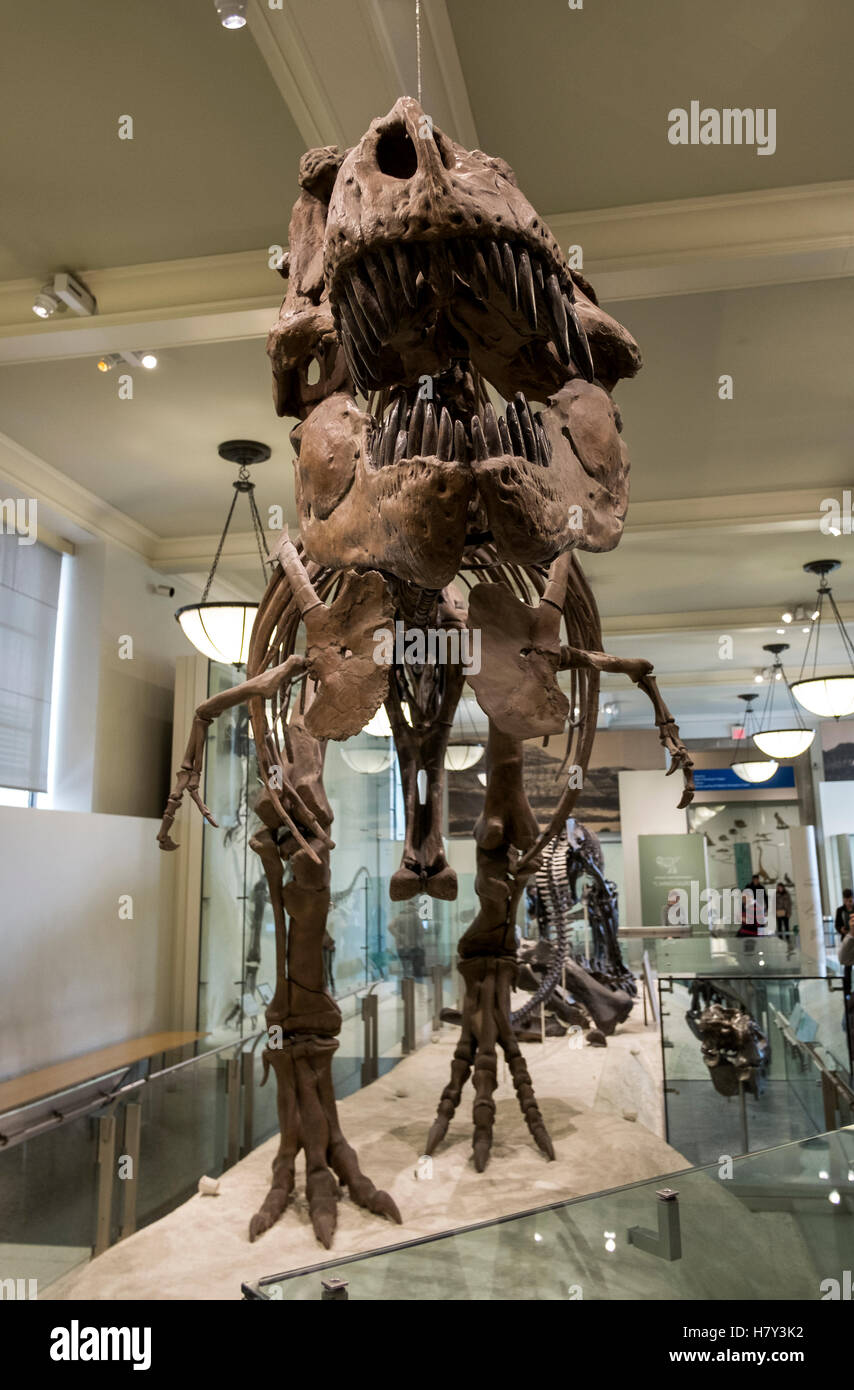 T-Rex Dinosaurier-Skelett in New York Museum of Natural History Stockfoto