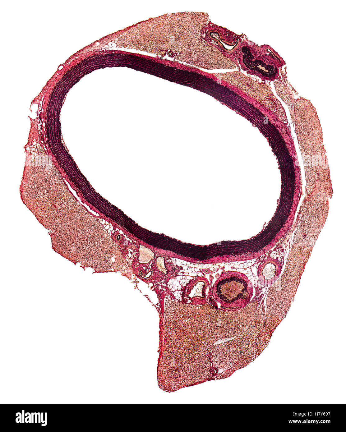 mikroskopischen Detail zeigt einen Querschnitt eines Blutgefäßes von einer Ratte Stockfoto