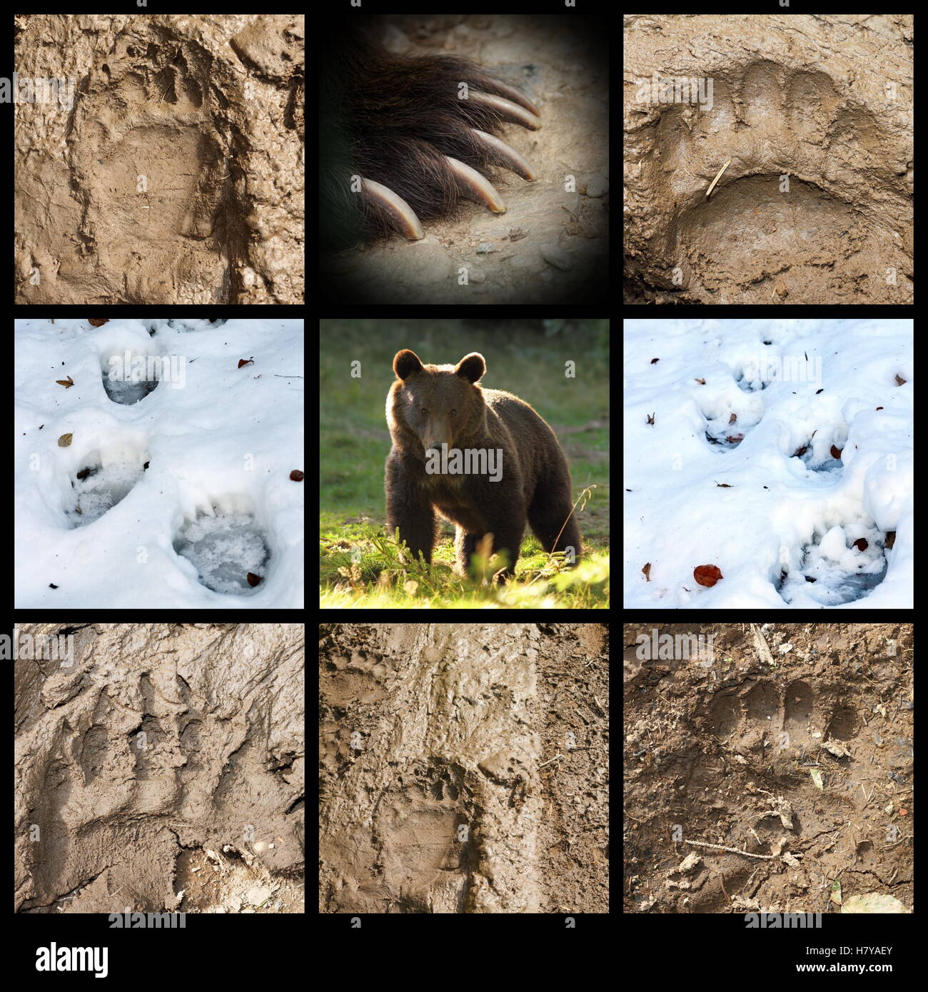 Sammlung von wilde Braunbären Tracks auf Matsch und Schnee (Ursus Arctos) Stockfoto