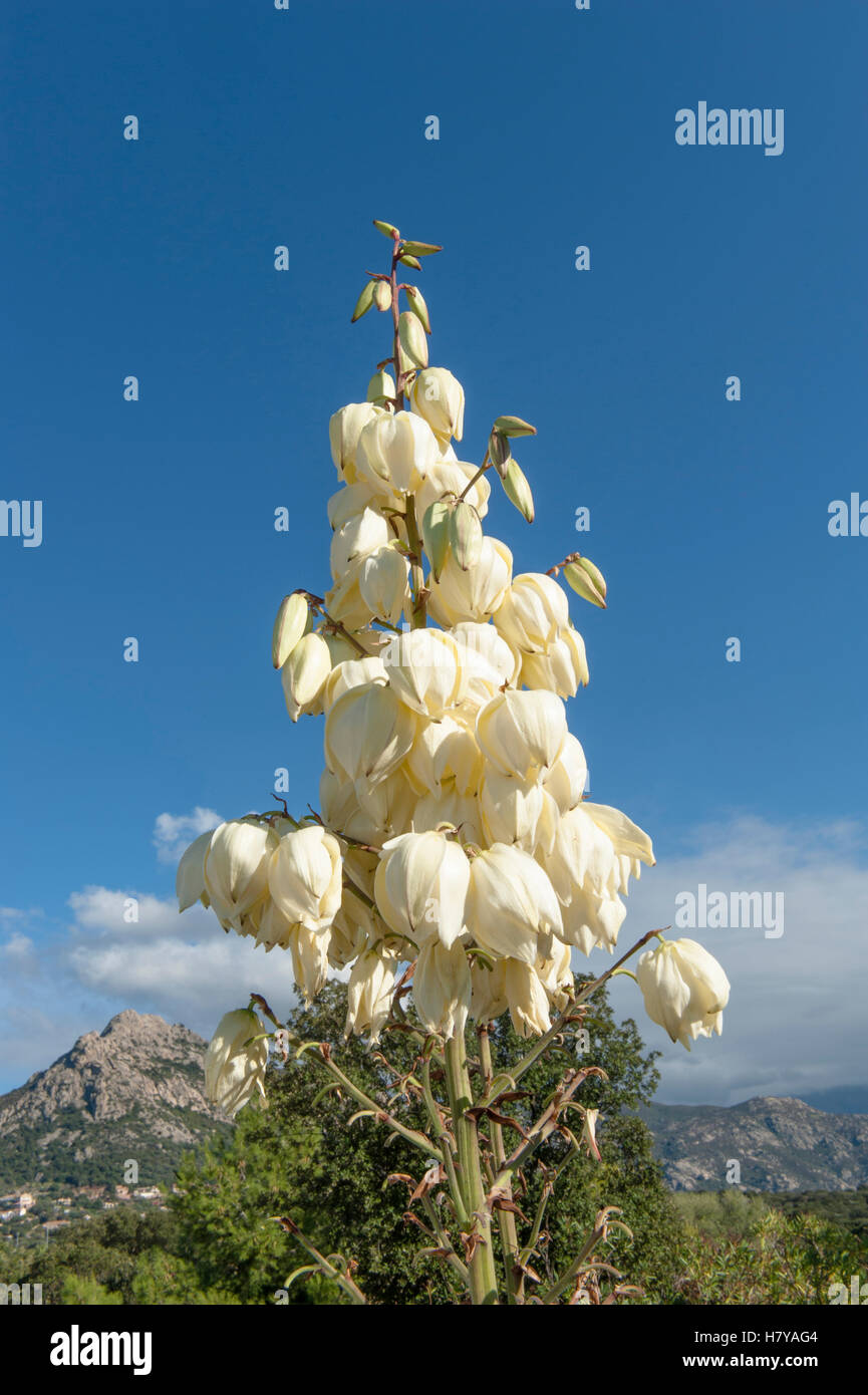 Agavenpflanzen weie blte -Fotos und -Bildmaterial in hoher Auflsung   Alamy