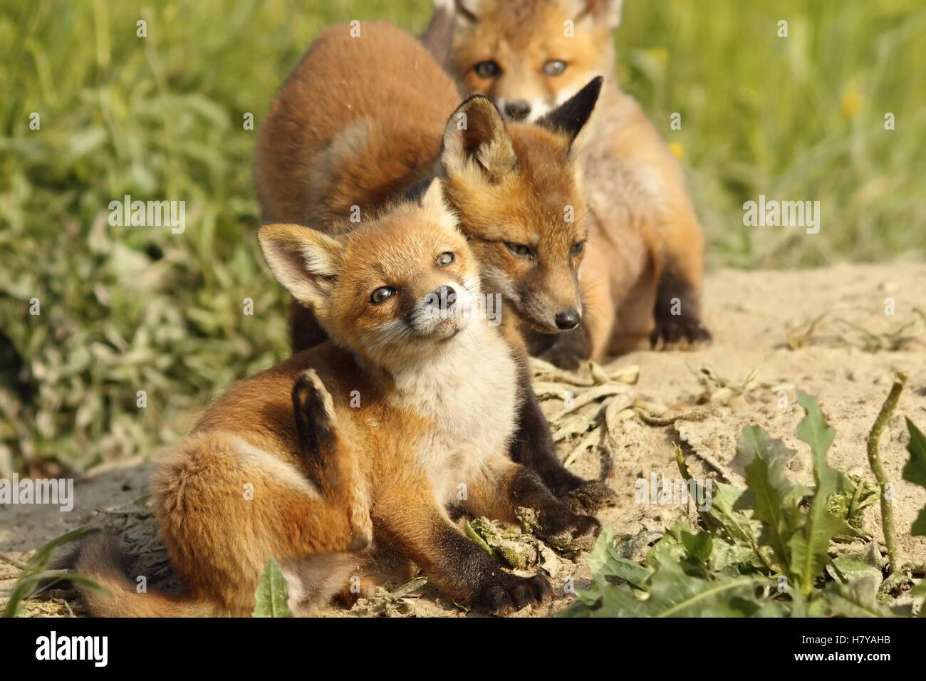 Familie der junge rote Füchse spielen in der Nähe der Höhle (Vulpes) Stockfoto