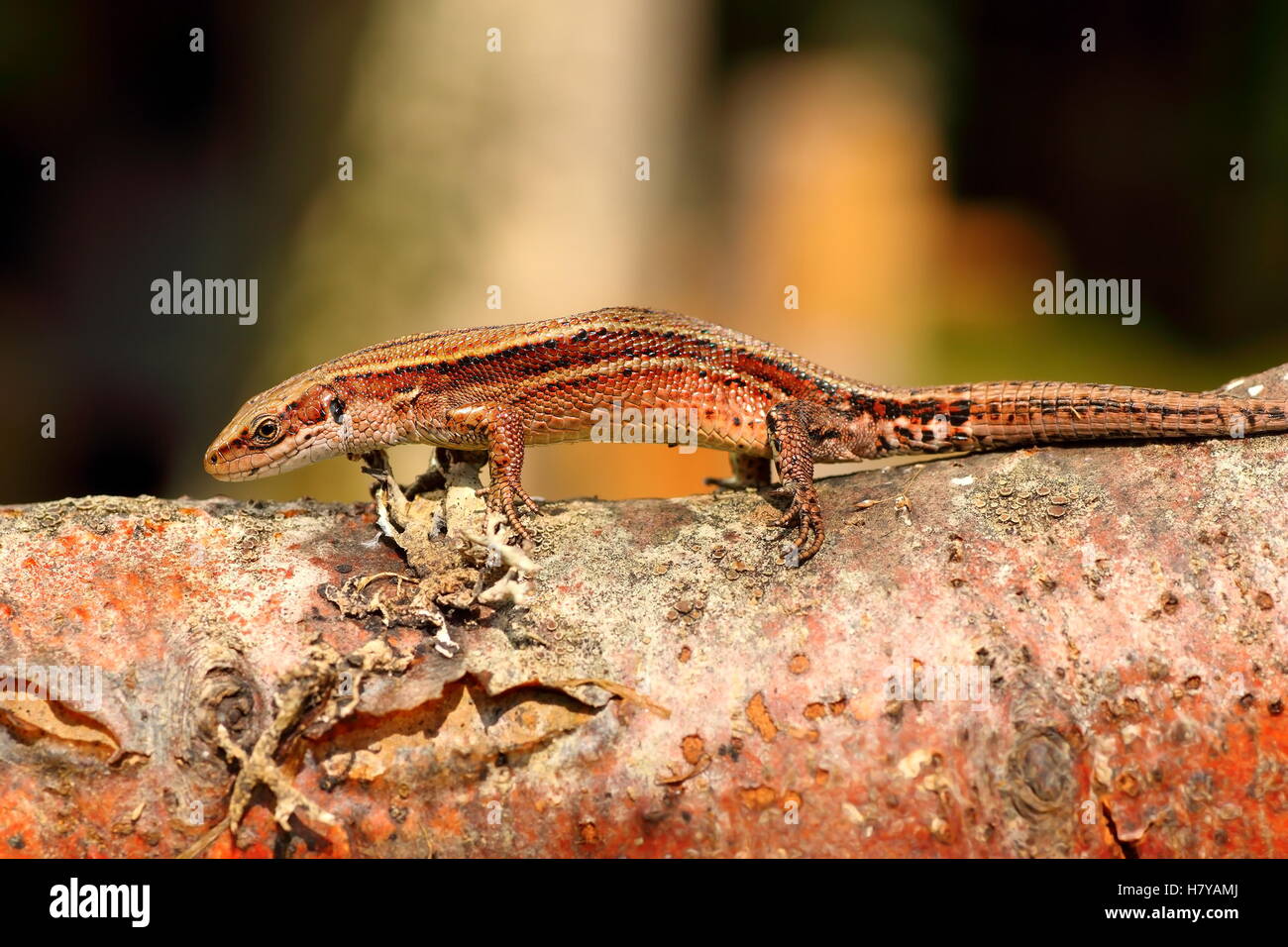 Balkan Mauereidechse Aalen auf hölzernen stumpf (Zootoca Vivipara) Stockfoto