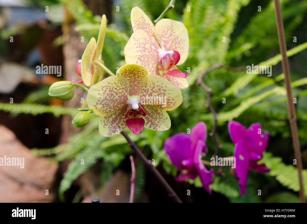 eine schöne Orchidee aus Asien Bild stammt in Göteborg Stockfoto