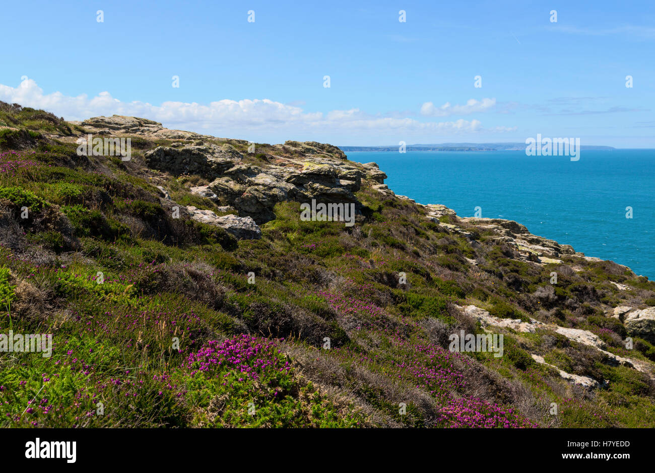 Die schroffen Klippen am St Agnes Head in Cornwall Stockfoto