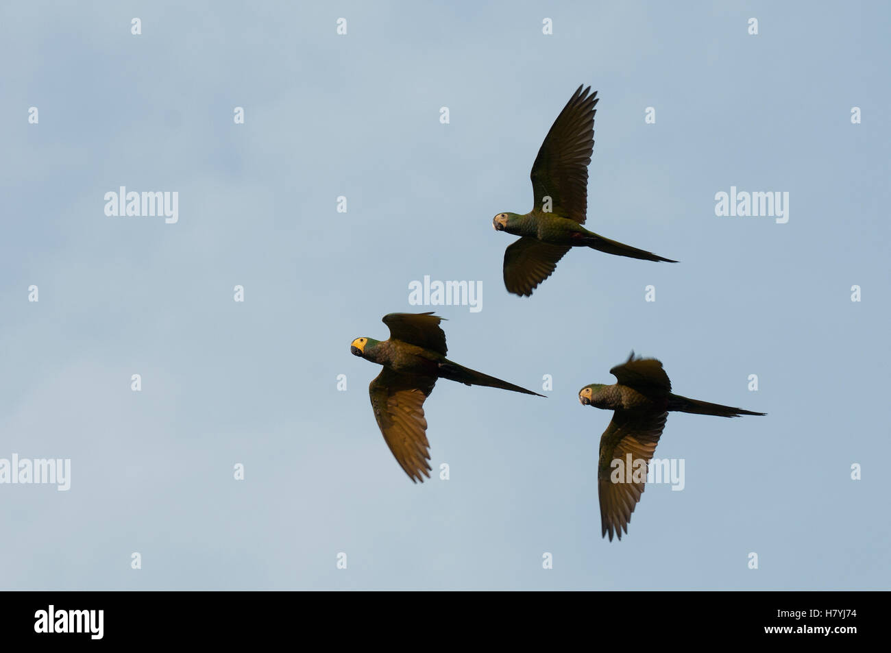 Rotbauch-Ara (Ara Manilata) Trio fliegen, Amazonas, Ecuador Stockfotografie  - Alamy
