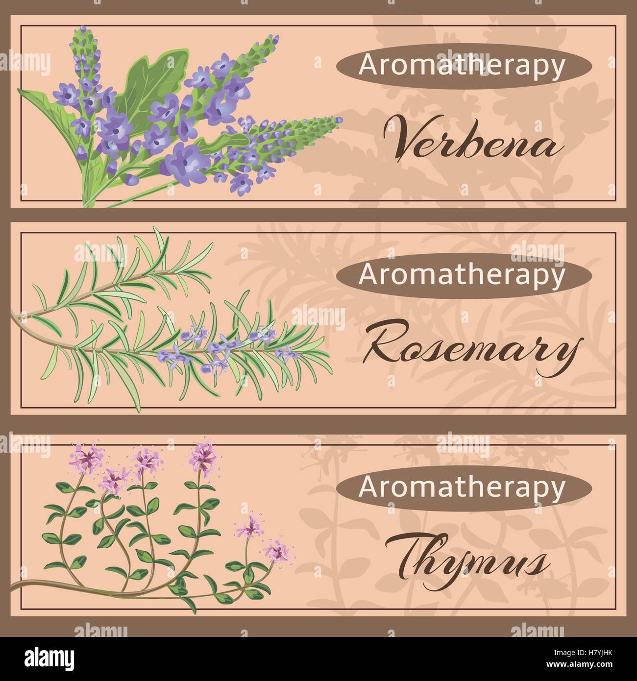 Aromatherapie set Sammlung. Eisenkraut, Rosmarin, Thymus-Banner-Set. Vektor-Illustration EPS 10. Stock Vektor