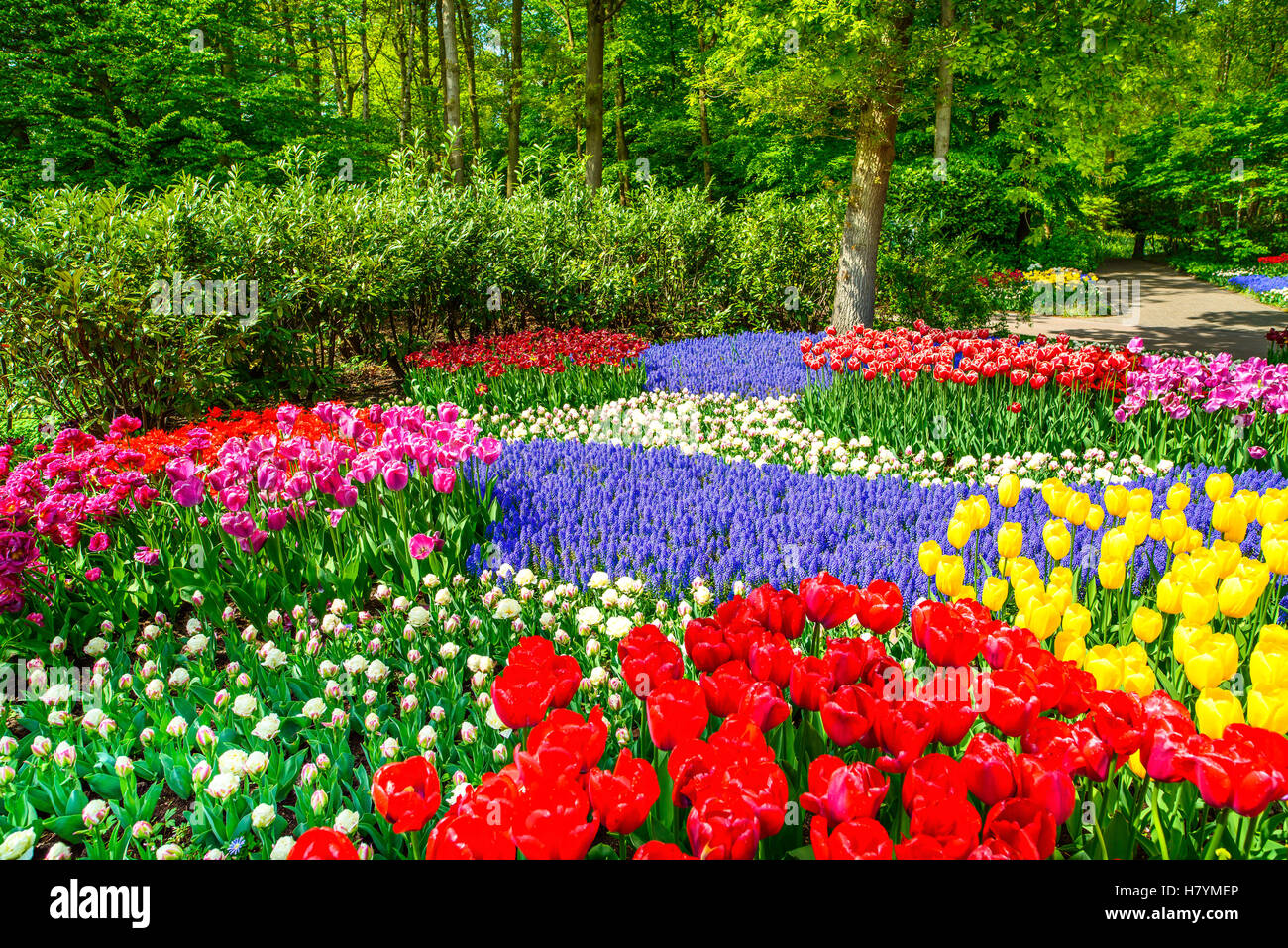 Rote Tulpe Garten oder Feld im Frühjahr Hintergrund, Muster und Textur Stockfoto