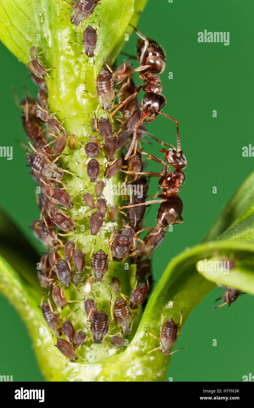 Ameise Ameisen paar sch 252 tzen Blattl 228 use Aphis sp die wiederum 