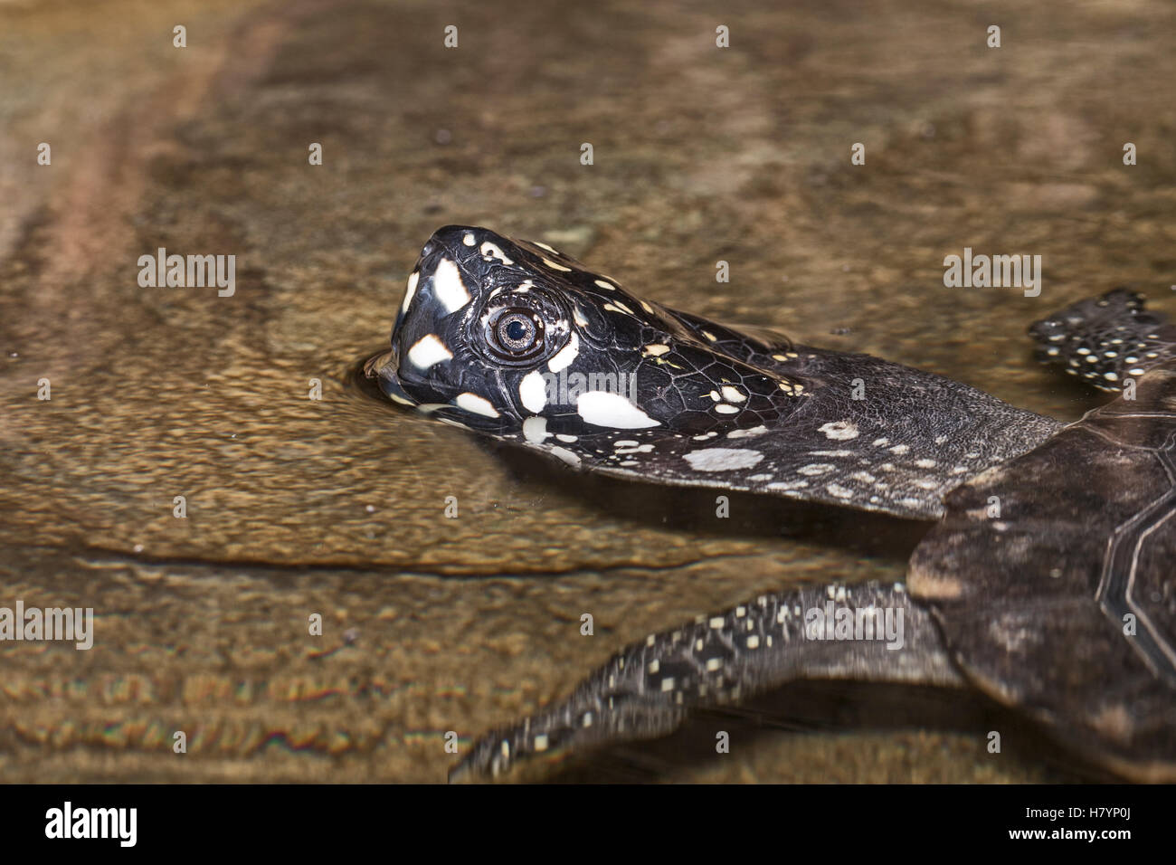 Black-spotted Schildkröte (Geoclemys Hamiltonii) Stockfoto