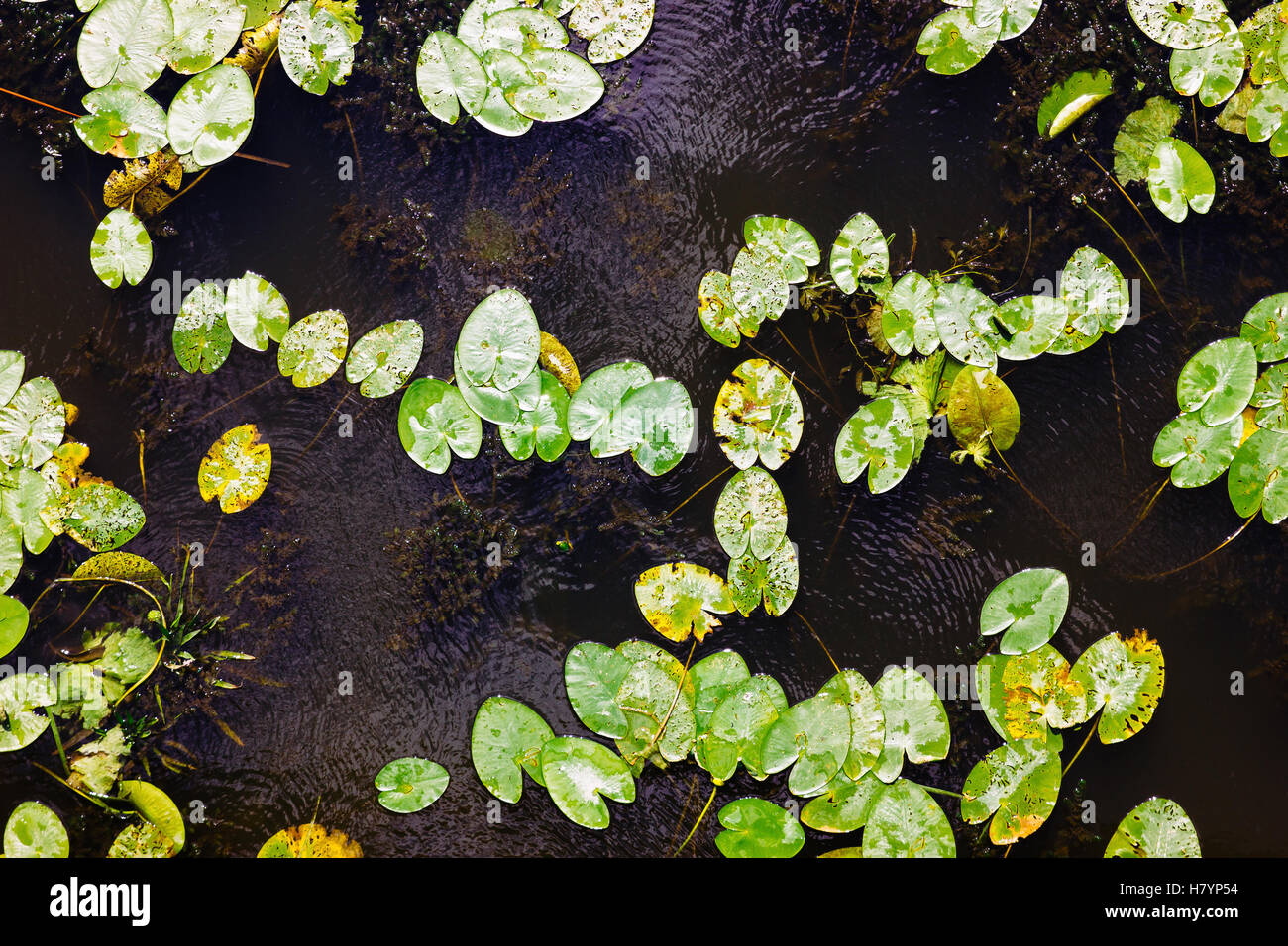 Eine Luftaufnahme von Seerosen auf dem Wasser schwimmt. Stockfoto