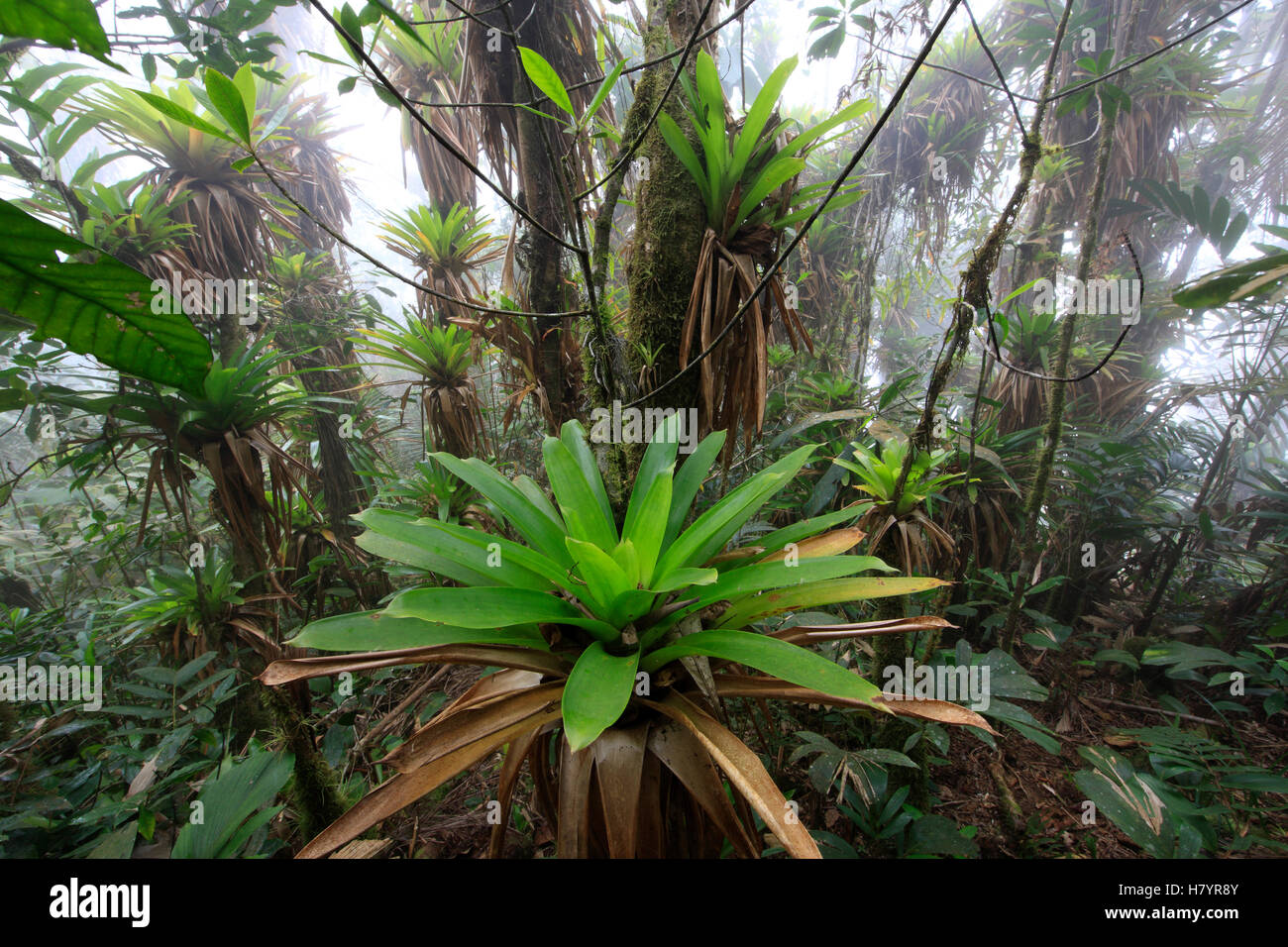 Bromelien (Bromeliaceae) und Baumfarn auf 1600 Meter Hhe im tropischen  Regenwald, Sierra Nevada de Santa Marta National Stockfotografie - Alamy