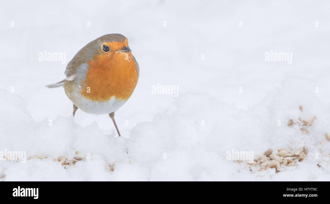 Robin im Schnee Stockfoto