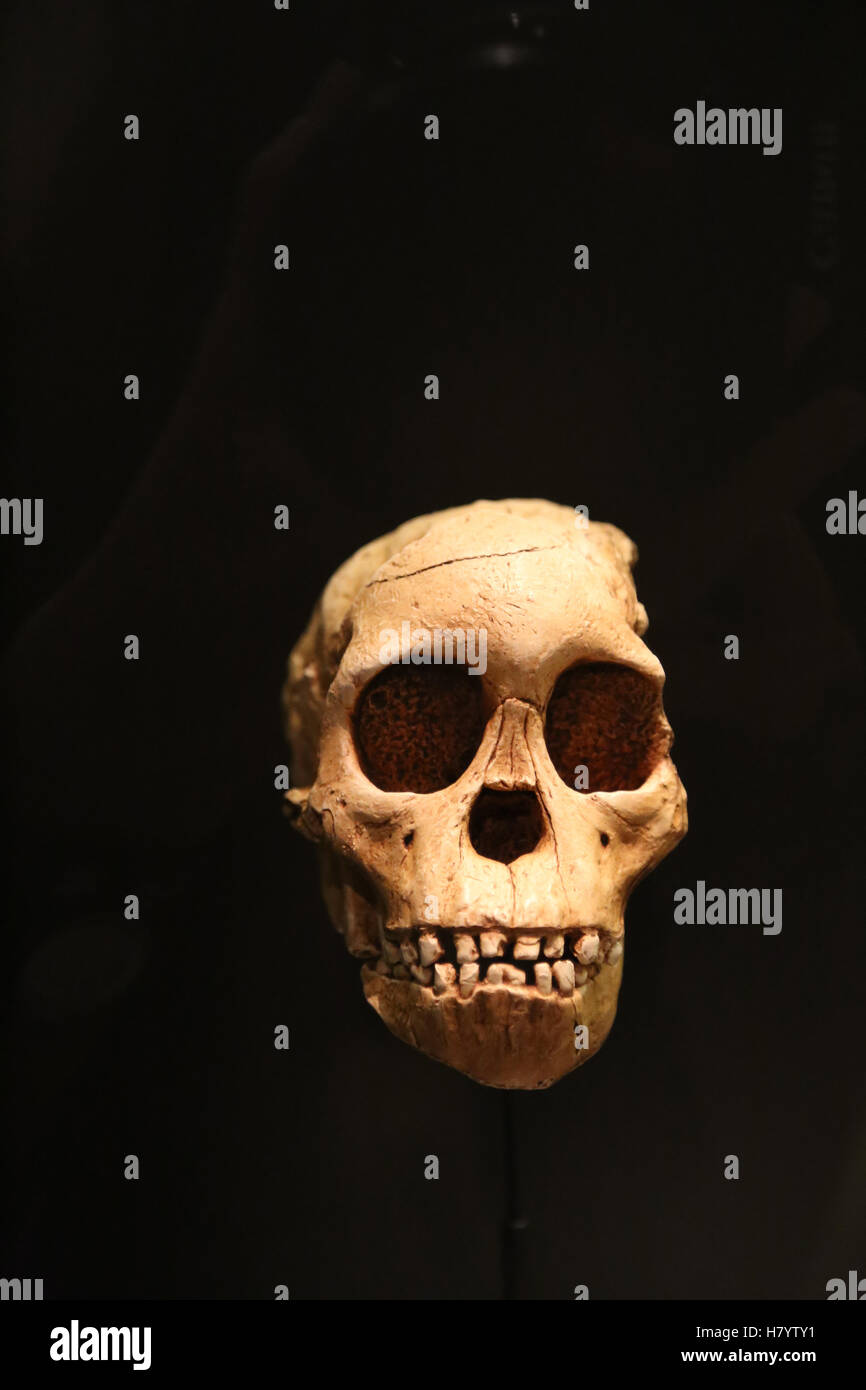 Australopithecus Africanus. Taung Kind.  2,3 Millionen Jahren. Taung, Südafrika. Replikat. Nationales Archäologisches Museum, M Stockfoto