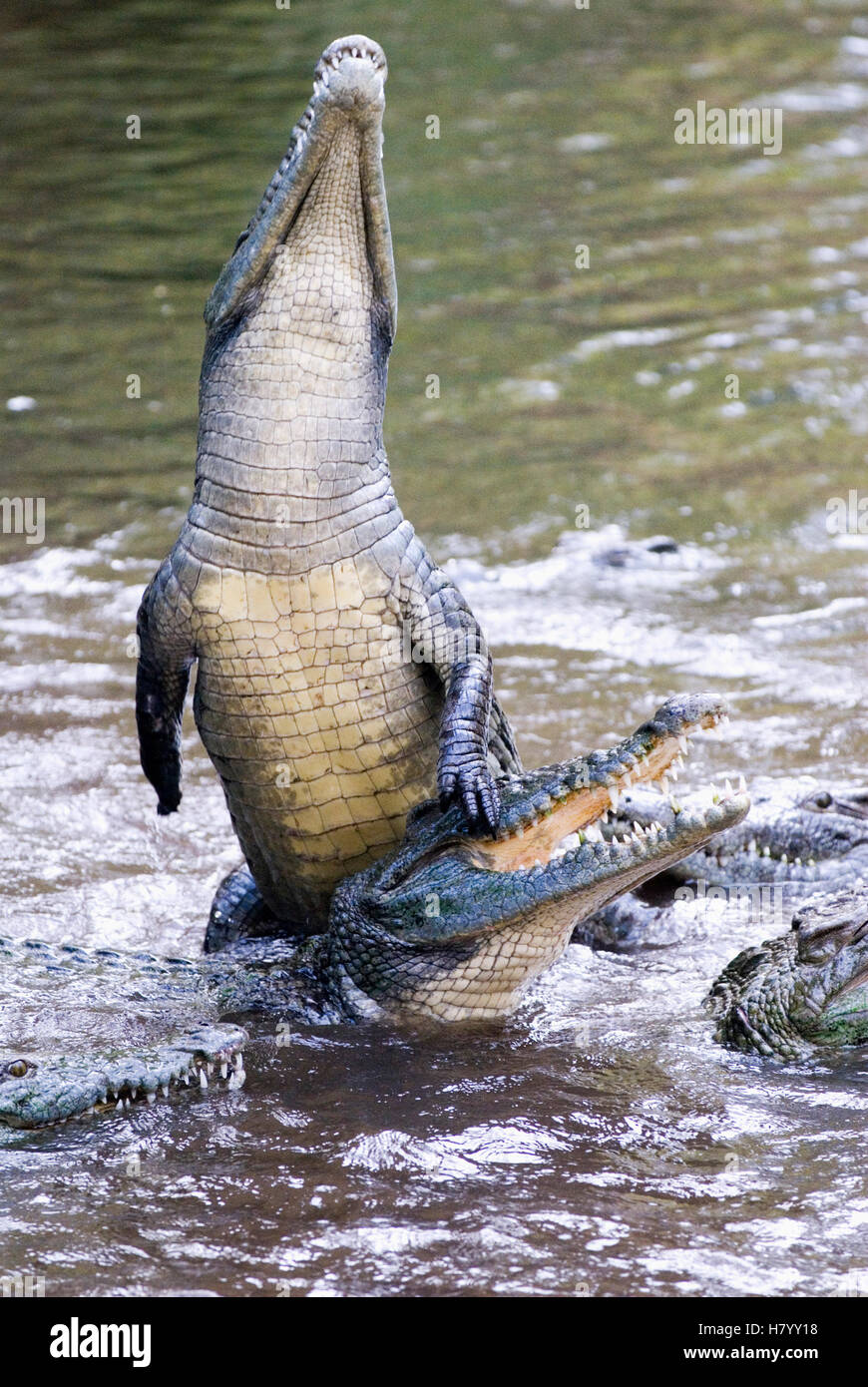 Krokodile (Crocodilia) im HallerPark in Mombasa, Kenia, Afrika