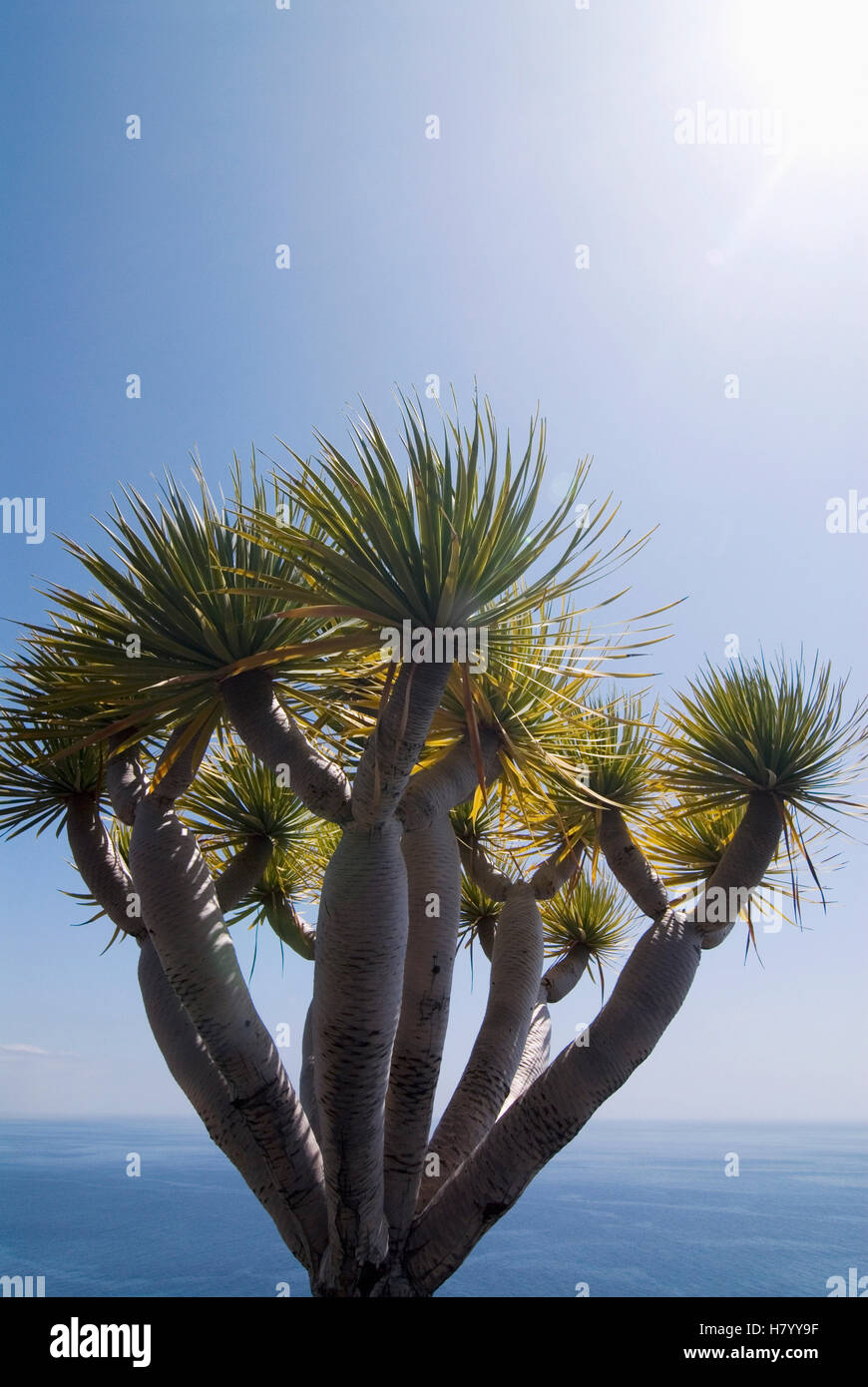 Drachenbaum (Dracaena) auf der Kste von Puerto Naos, La Palma, Kanarische  Inseln, Spanien, Europa Stockfotografie - Alamy