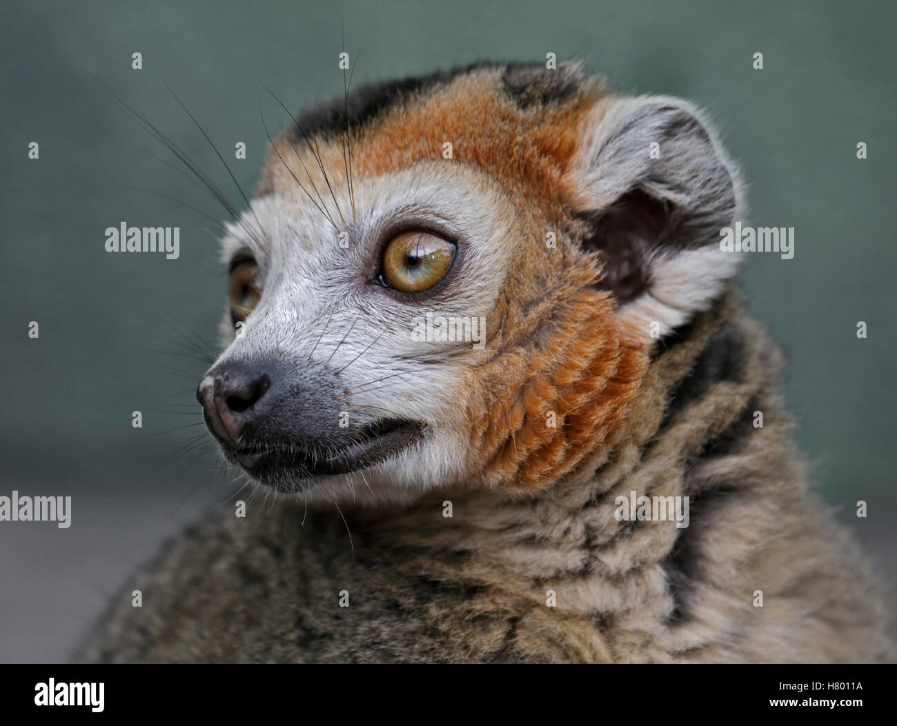 Gekrönte Lemur (Eulemur Coronatus) männlich Stockfoto