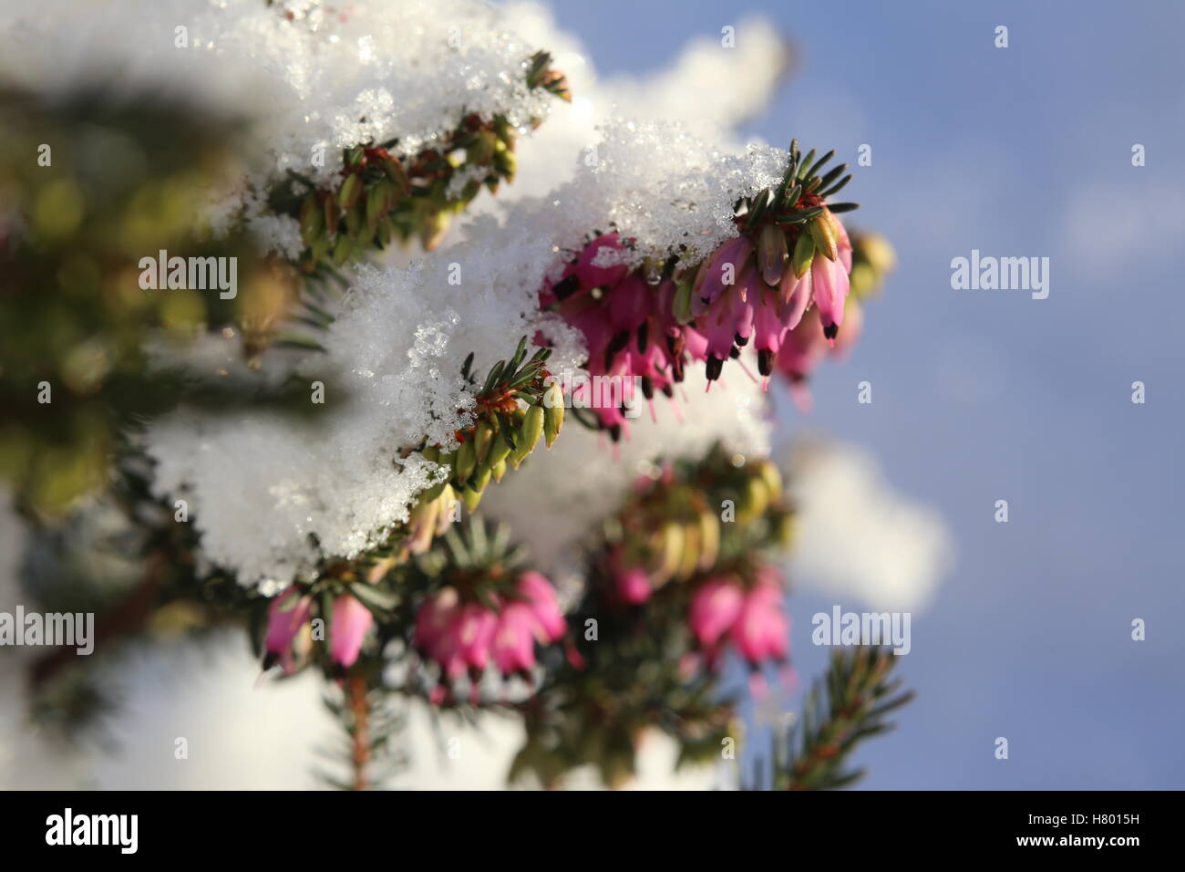 Gemeinsamen Heidekraut (Calluna Vulgaris) unter der Schneedecke. Stockfoto