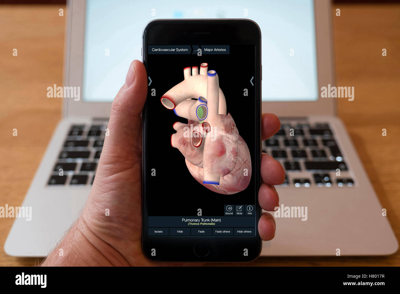 Mit iPhone Smartphone zum 3D Bild des menschlichen Herzens aus Anatomie Bildungs-app anzeigen Stockfoto