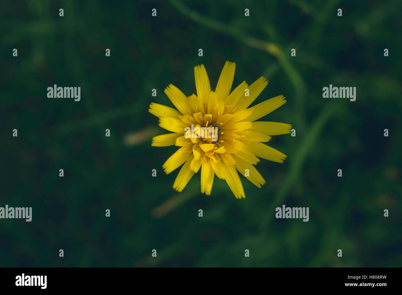 Irische Wildblumen Gänseblümchen vor einem grünen Hintergrund Stockfoto