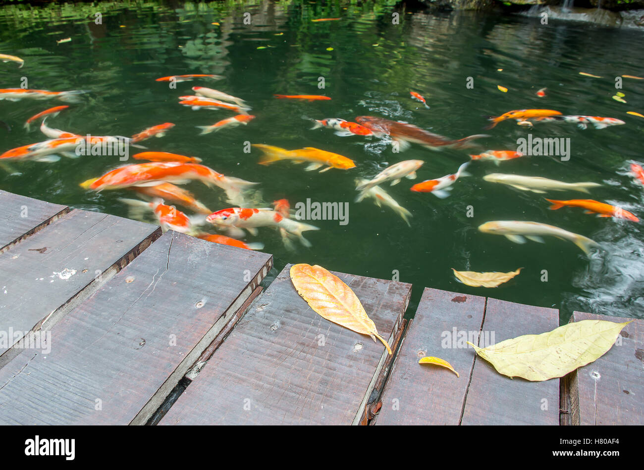 Blätter auf die Brücke und die Koi Fische warten auf Essen, selektiven Fokus Stockfoto