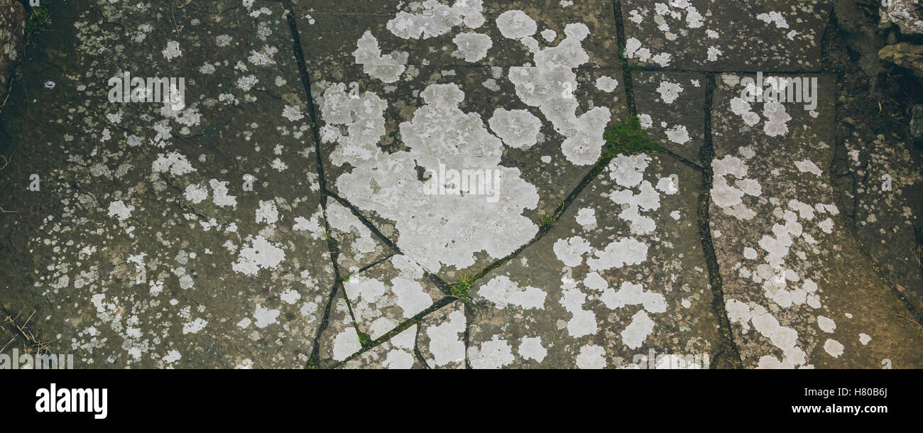 Stein mit Flechten Textur für Hintergründe und andere Designs geknackt. Oktober 2016, Irland Stockfoto