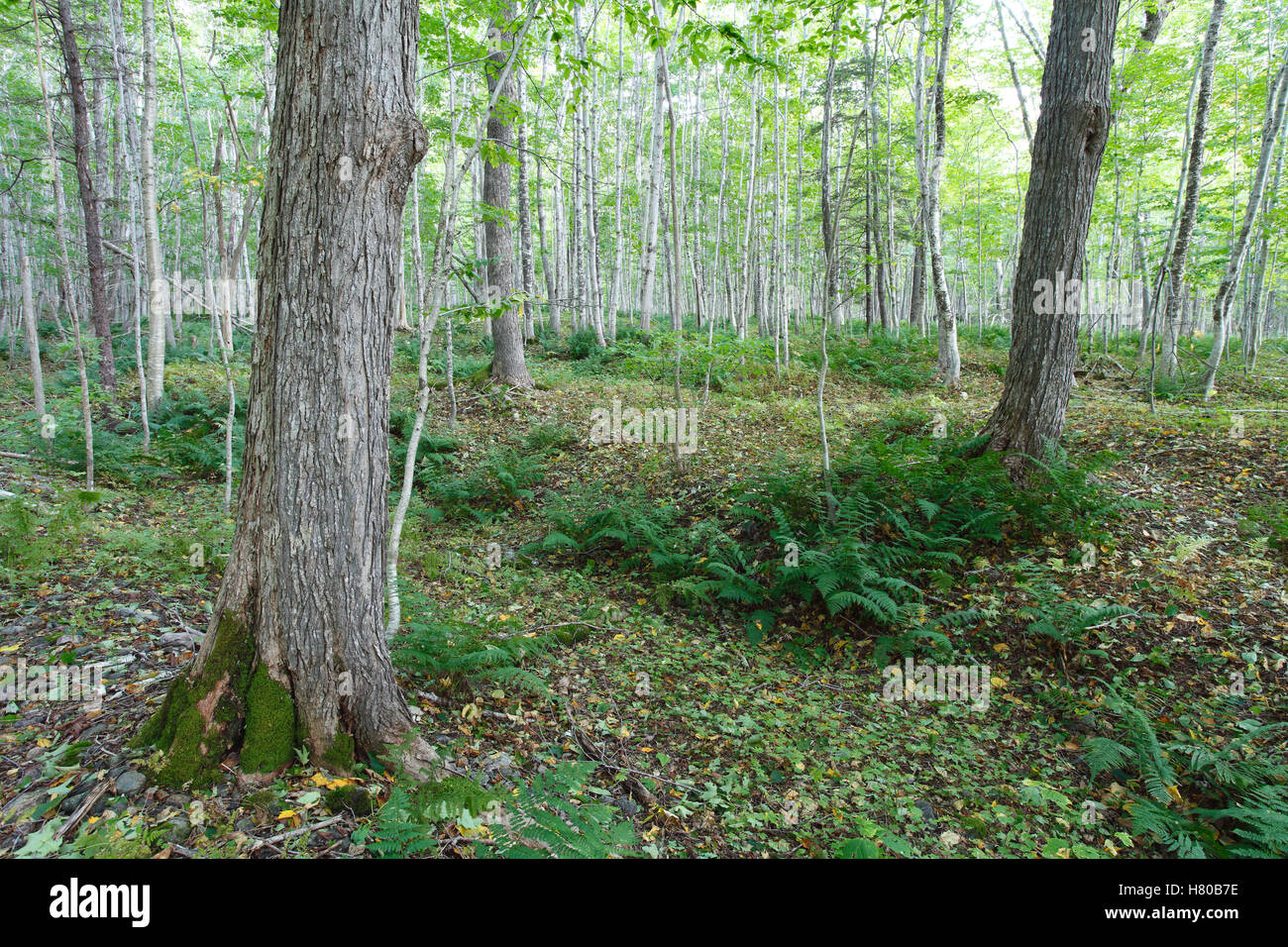 Old Growth Harthölzer, Grand Anse Valley Naturschutzgebiet, Cape Breton