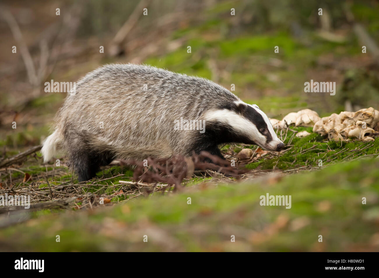 Dachs, Meles Meles, Europäischer Dachs Stockfoto