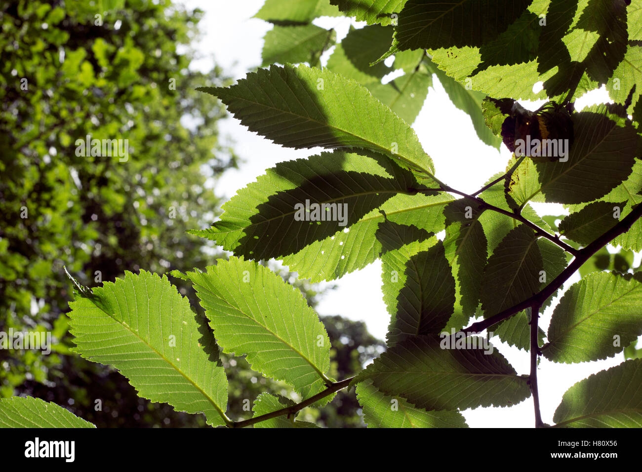 Blätter in der Sonne, Glasgow, Schottland, Großbritannien. Stockfoto