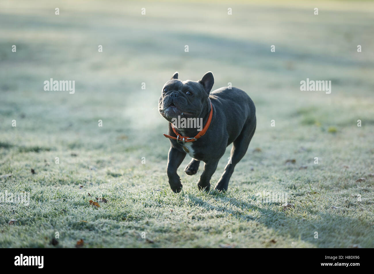 Eine französische Bulldogge laufen auf frostigen Boden in Wandsworth Common Stockfoto