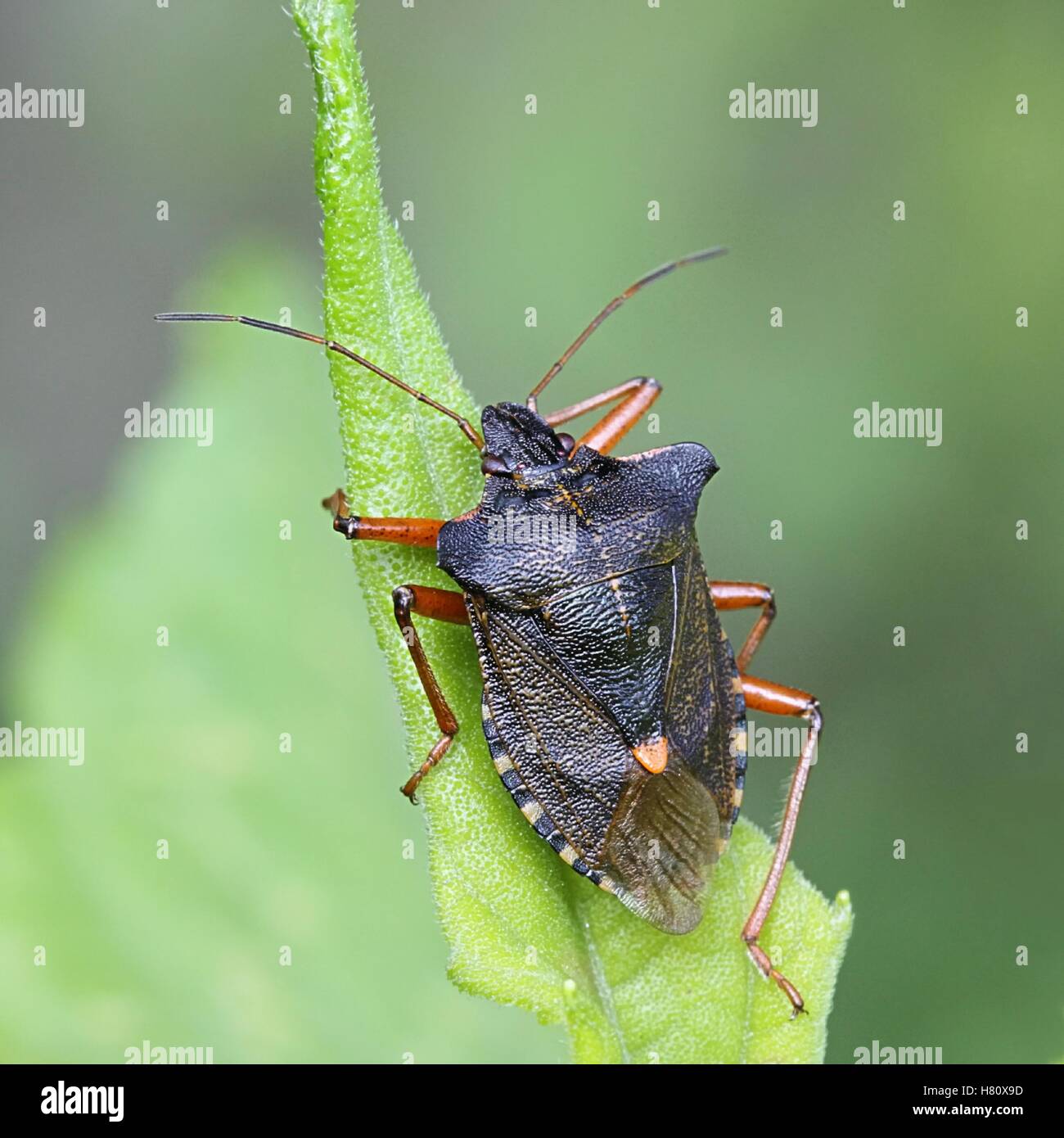 Rotbeinige Shieldbug, bekannt auch als Wald-Bug, Pentatoma Art, ein Garten Schädlingsbekämpfung Stockfoto