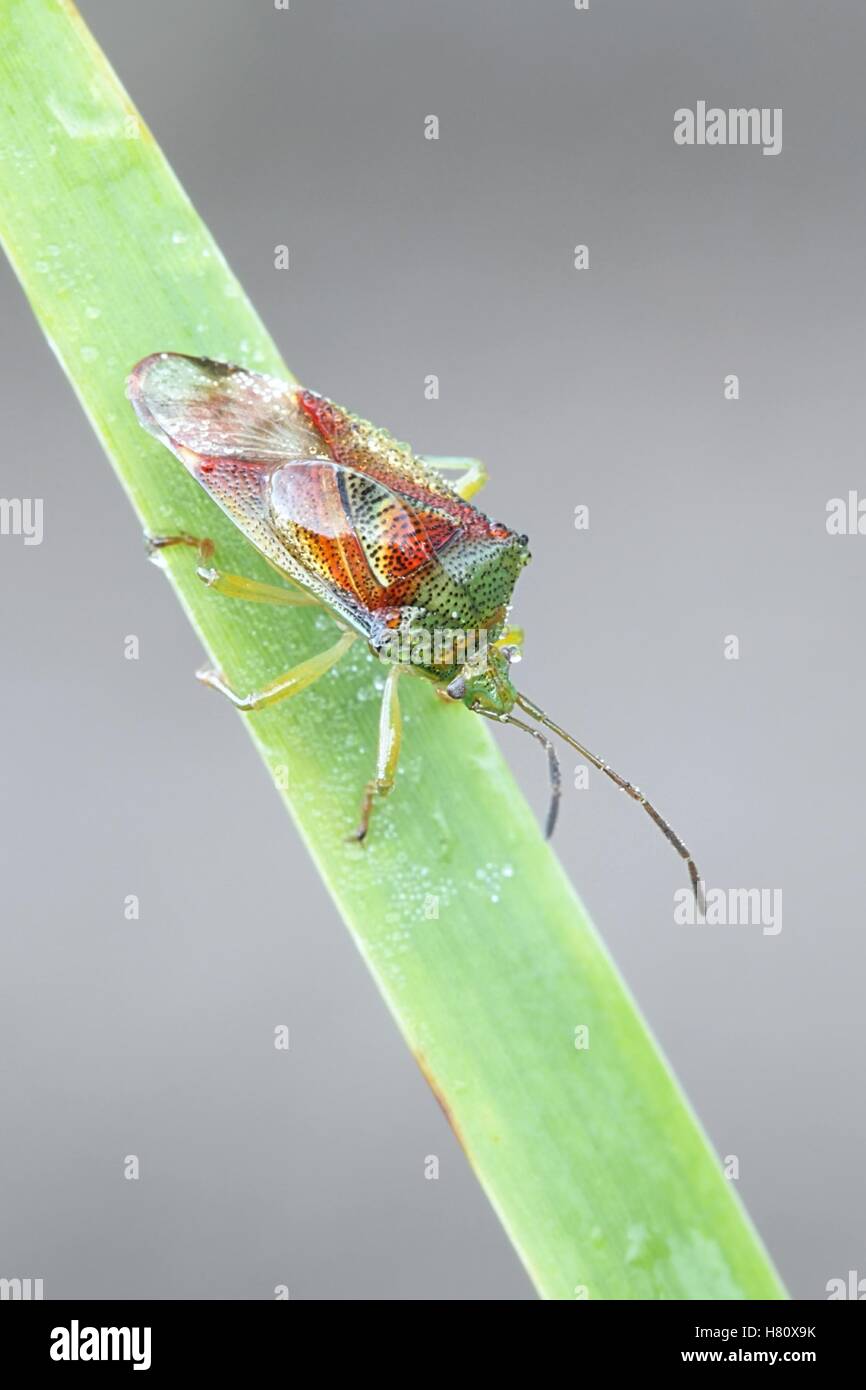 Birke Shield Bug, Elasmostethus interstinctus Stockfoto