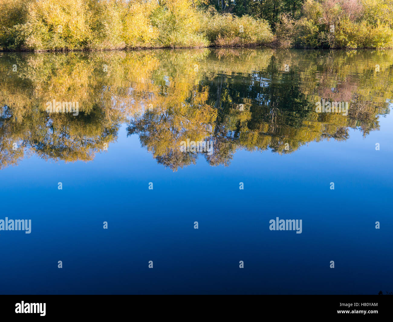 Bäume im Herbst, Themse, Sonning nr Reading, Berkshire, England, UK, GB. Stockfoto