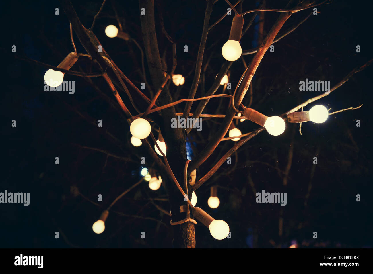 Leuchtenden Glühbirnen auf Baum in Dunkelheit in der Nacht auf schwarzem Hintergrund Stockfoto