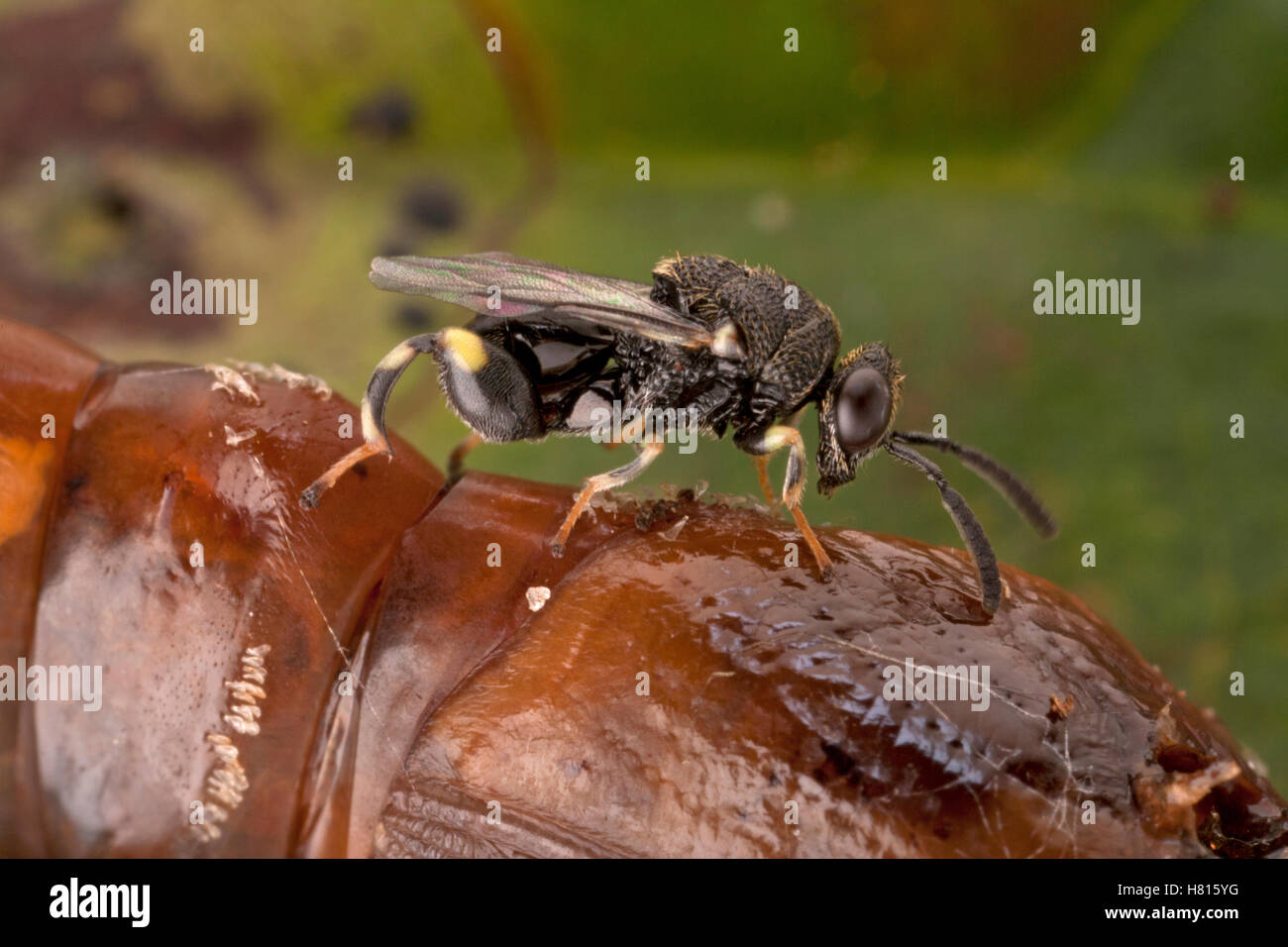 Erzwespen Wasp (Chalcididae) Parasit entsprang neu Schmetterling Chrysalis, Sipaliwini, Surinam Stockfoto