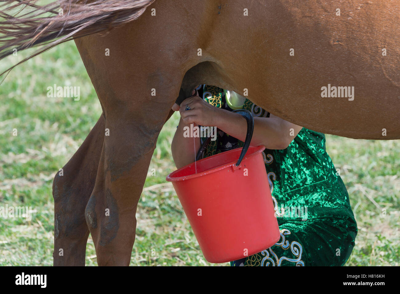 Kasachische Frau Melken eine Stute, Gabagly Nationalpark, Schymkent, South Region, Kasachstan, Zentralasien Stockfoto