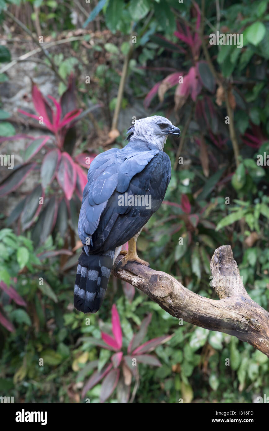 Harpyie (Harpia Harpyia) auf einem Ast, Brasilien Stockfoto