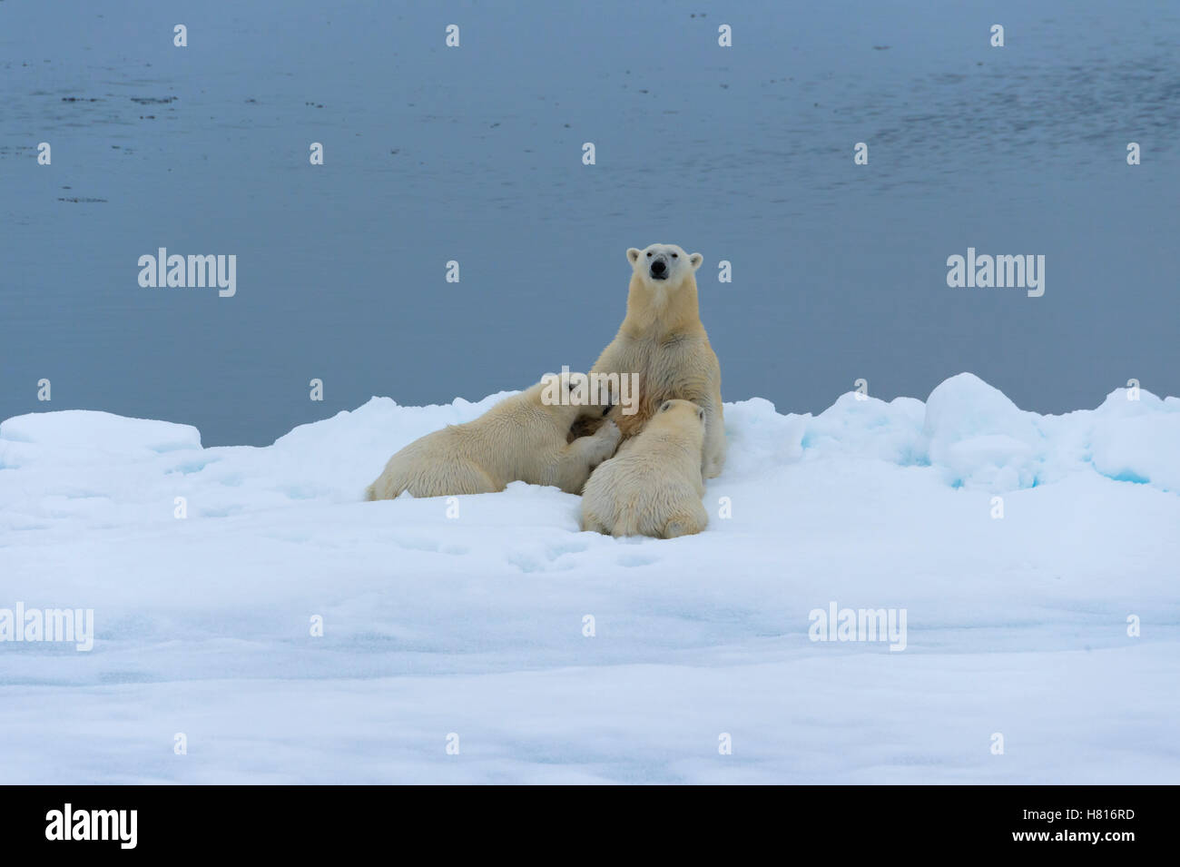 Mutter Eisbär (Ursus Maritimus) Krankenpflege zwei jungen am Rande einer schmelzenden Eisscholle, Spitzbergen, Island, Spitzbergen Stockfoto