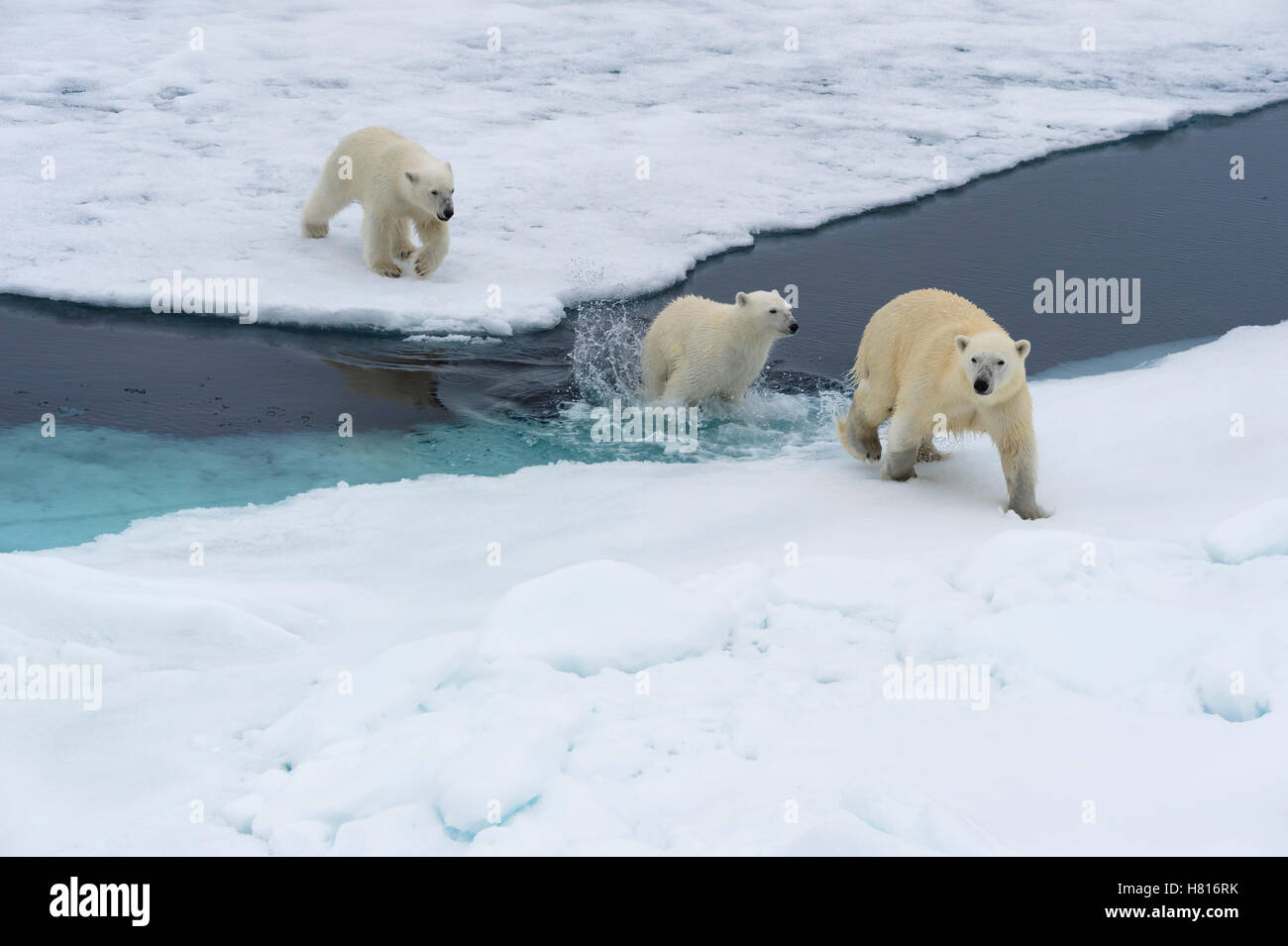 Mutter Eisbär (Ursus Maritimus) mit zwei Jungen schwimmen und springen über einer offenen Eisscholle, Svalbard-Archipel Stockfoto