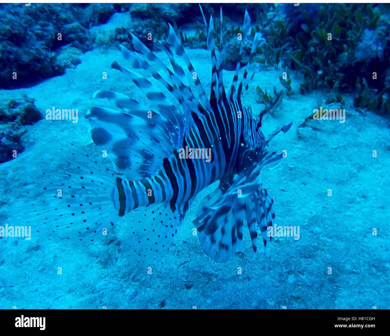 Drachenkopf auf vergiften Riff, Mauritius Stockfoto