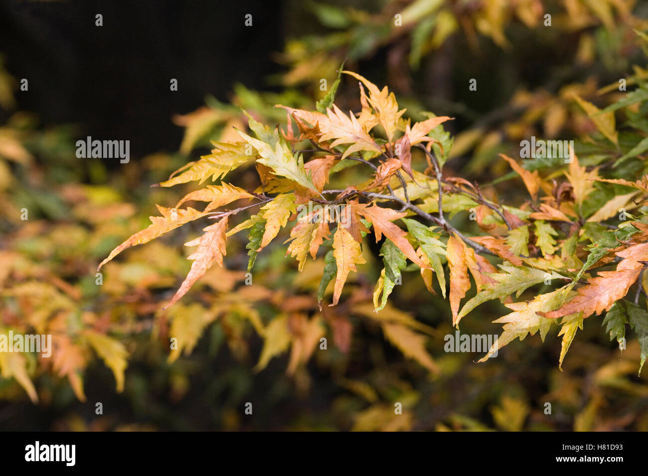 Fagus Sylvatica 'Asplenifolia' Herbst verlässt. Stockfoto