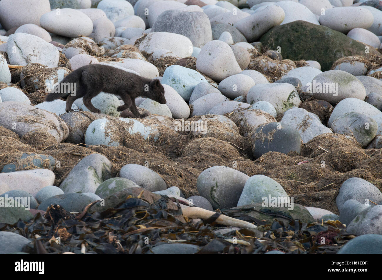 Russland, Kuril Inseln, Yankicha Island. Wild Arctic fox auf felsigen entfernten Strand, eingeführte Arten (Vulpes lagopus), blau Morph. Stockfoto