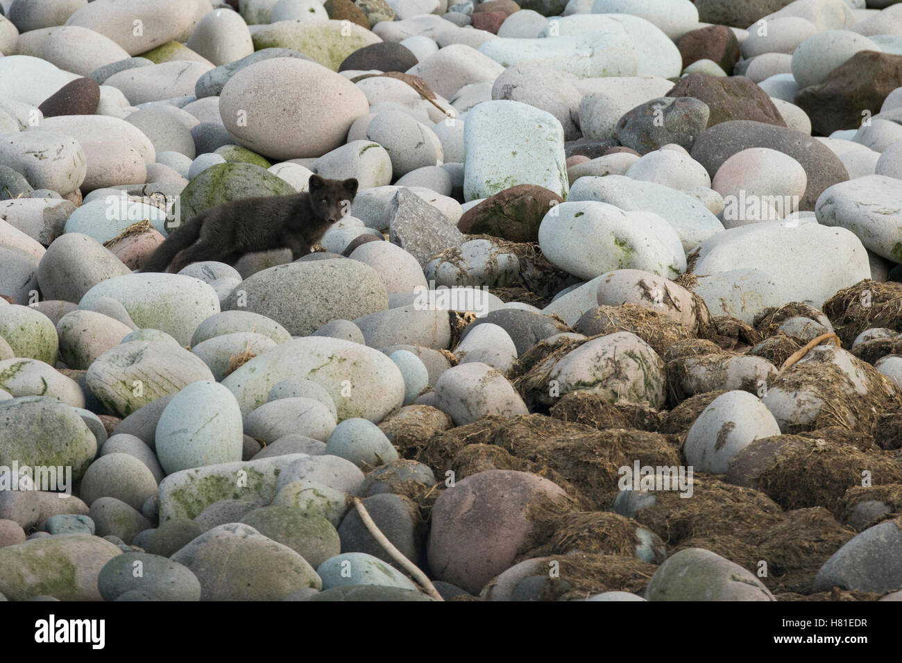Russland, Kuril Inseln, Yankicha Island. Wild Arctic fox auf felsigen entfernten Strand, eingeführte Arten (Vulpes lagopus), blau Morph. Stockfoto